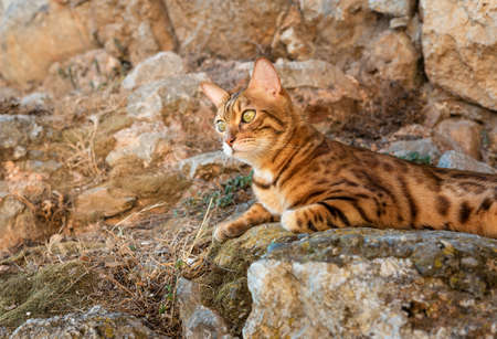 Beautiful bengal cat basking in the sun lying on a stone