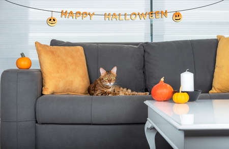 Cute cat is lying on the sofa in the room decorated for Halloweenの写真素材