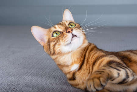 Bengal cat lies on the bed and looks up with interest.
