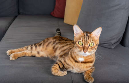 Domestic cat is resting on a soft gray sofa