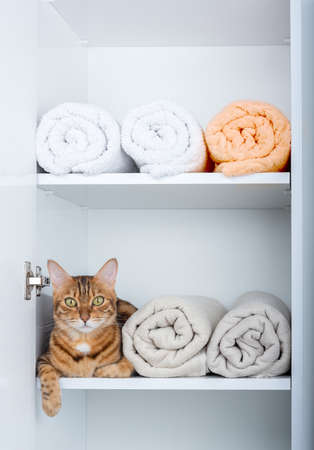 A funny ginger cat is hiding in a pile of towels in the wardrobe.の写真素材