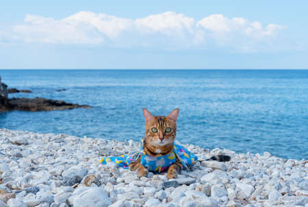 A cute cat in a dress is resting on the beach in Kargicak, Turkey.の写真素材