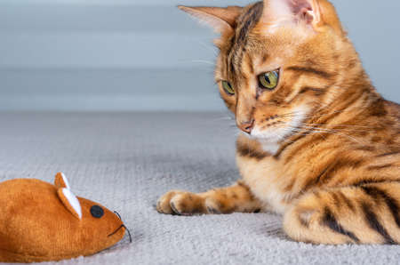 A domestic Bengal cat gazes intently at a toy brown mouse.の写真素材