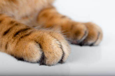 Bengal cat front paws close up isolated on white backgroundの写真素材