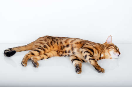 Purebred Bengal cat is resting lying on a white background, stretching out its pawsの写真素材