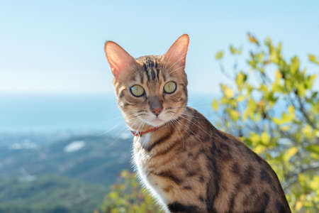 Portrait of a Bengal cat with a collar sitting at a height on a blurred background of nature.の写真素材
