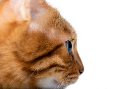 Bengal cat muzzle close-up on a white background. Side viewの写真素材