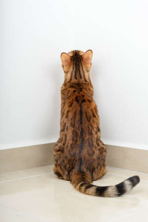The cat is in the corner. The cat is punished for a misdemeanor. Punishment