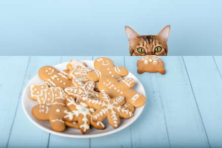 A cute Bengal cat head peeks out from behind a table with Christmas cookies on a plate.の写真素材