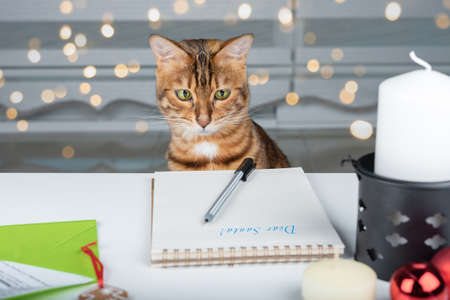 A cheerful cat looks at an empty sheet with wishes for Santa Claus. New Year card.の写真素材