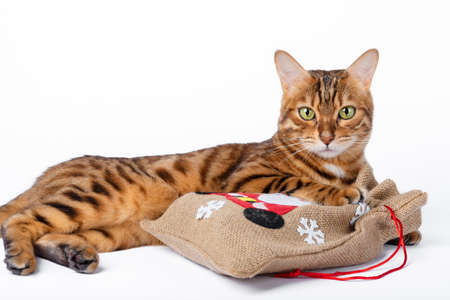 Lying golden Bengal cat with a bag of Christmas gifts in its paws.の写真素材