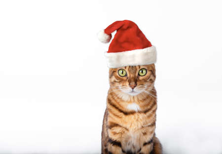 Cute domestic bengal cat wearing santa claus hat on a white background with copy space.の写真素材