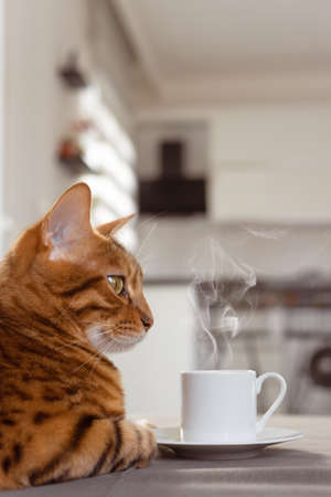 Domestic cat next to a hot cup of coffee. Vertical shot.の写真素材