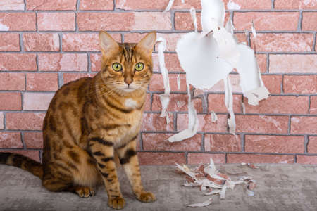 Torn wall wallpaper and a pet cat. Raising petsの写真素材