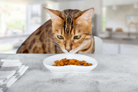 A domestic cat sniffs a treat in a plate on the kitchen table.の写真素材