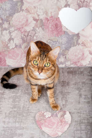 Cute domestic cat on the background of the room with a heart for Valentines Day.