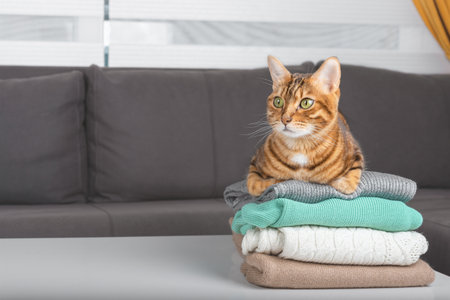 A stack of cozy knitted sweaters on the table. A domestic cat sits on top. Autumn and winter concept. Copy space.の写真素材
