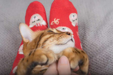 A cute domestic cat lying on its back in its owner's lap is enjoying. Close up
