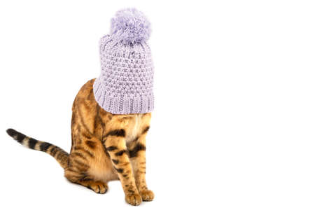 Funny cat with a hat on his head. Copy spaceの写真素材