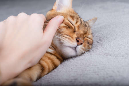 The owner gently strokes the sleeping cat on the blanket.の写真素材