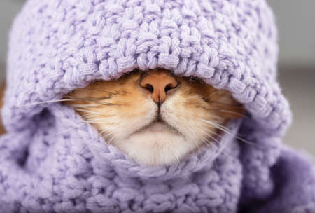 Close-up of a cats face sticking out of a knitted scarf. Front viewの写真素材