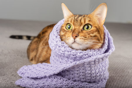 A cat with a scarf around his neck gazes upward indoors.の写真素材