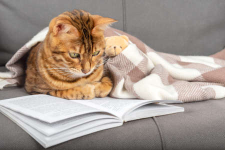 The cat reads a book with interest. Home comfort conceptの写真素材