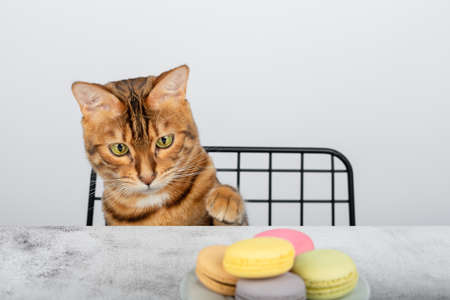 A ginger cat reaches with its paw for a plate of macaroon cookies.の写真素材