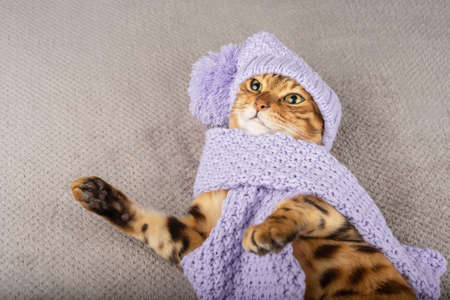 A charming Bengal cat dressed in a scarf and a hat is lying on a blanket. Copy spaceの写真素材