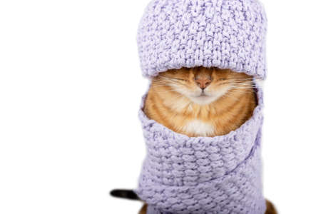 Cat in a hat and wrapped in a scarf on a white background. Copy space.の写真素材
