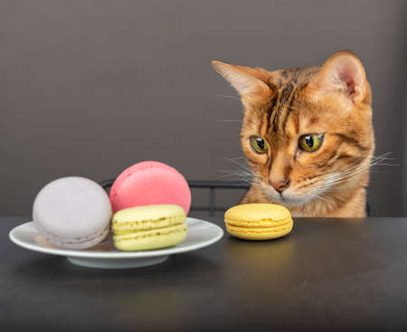 Domestic cat and a plate with multicolored pasta cookies on a dark background. Front viewの写真素材