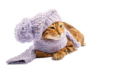 Cute domestic cat dressed in a knitted hat and scarf on a white background with copy space.