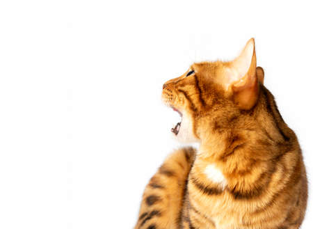 Bengal cat with a wide open mouth, screaming or meowing. copy space