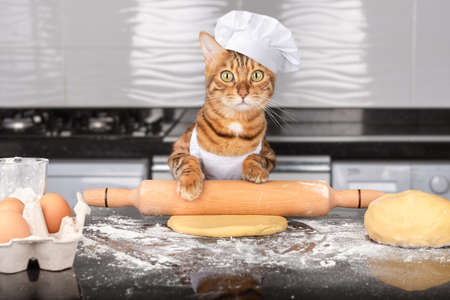 A cat in an apron and a cap rolls out the dough. Cooking at home.の写真素材