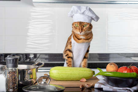 Funny Bengal cat in the kitchen dressed as a cook.の写真素材