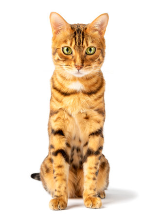 Bengal domestic cat sits on a white background and looks at the camera.の写真素材