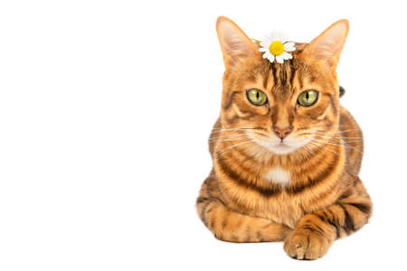 Domestic cat on a white background with a chamomile flower lying on its head. copyspace.の写真素材