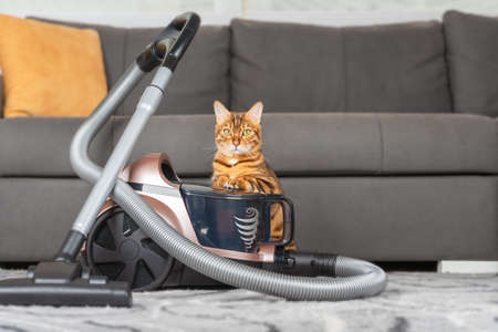 A modern vacuum cleaner on the carpet in the living room, next to a ginger cat.の写真素材