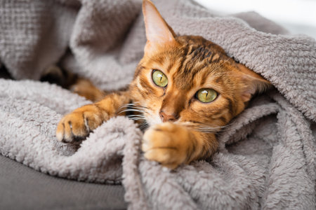 Cute sleepy cat peeks out from under the blanket, funny pet at home.の写真素材