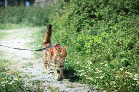 Walk in the park on a leash with a pet - a cat.の写真素材