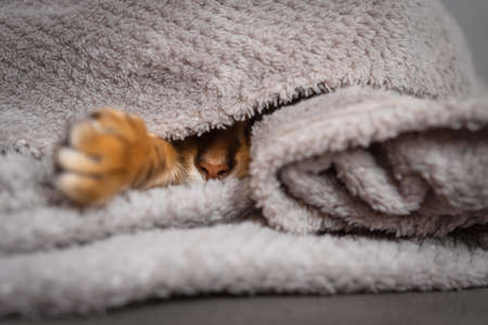 The nose and paw of a sleeping ginger cat sticking out from under the blanket.の写真素材
