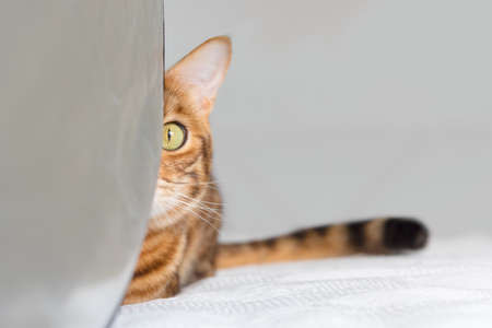 A Bengal cat peeks out from behind an object. copyspace.の写真素材
