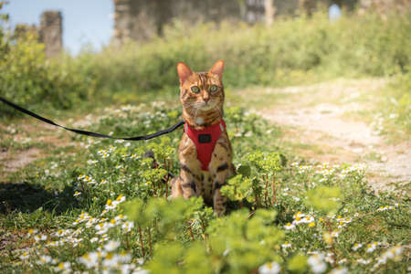 Bengal cat sits among daisies in a clearing on a sunny day.の写真素材