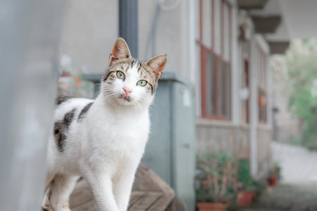 A homeless cat on the street in the old town of Alanya, peeking out from behind the wall.の写真素材