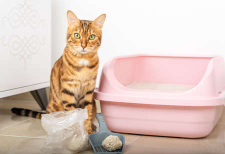 Domestic cat and scoop with clumping filler. Cat litter cleaning.の写真素材
