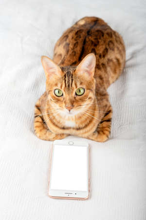 Domestic cat and smartphone with place to insert an image. vertical shot.