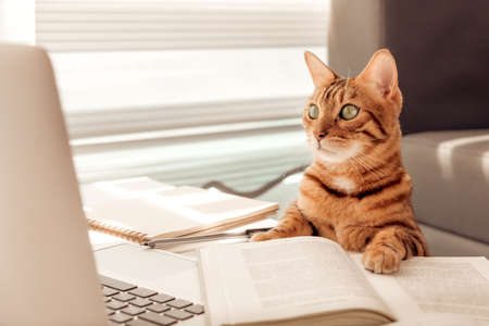 home office concept. The cat is sitting at the laptop. toning.
