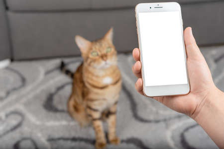 Phone with a blank mockup in hand against the background of a blurred room with a ginger cat.の写真素材