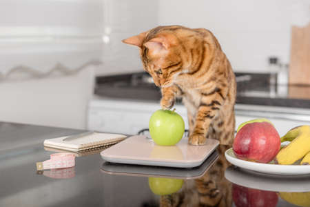 Bengal cat weighs an apple on a kitchen scale. Calorie counting for weight control.の写真素材
