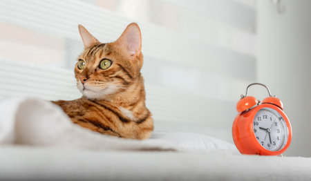 Selective focus of domestic cat in white bed with alarm clock.の写真素材